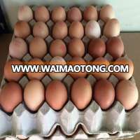 Fresh Brown Table Eggs Chicken Eggs In Bulk