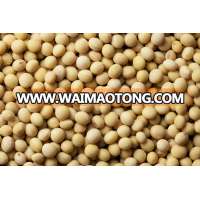 American soybean